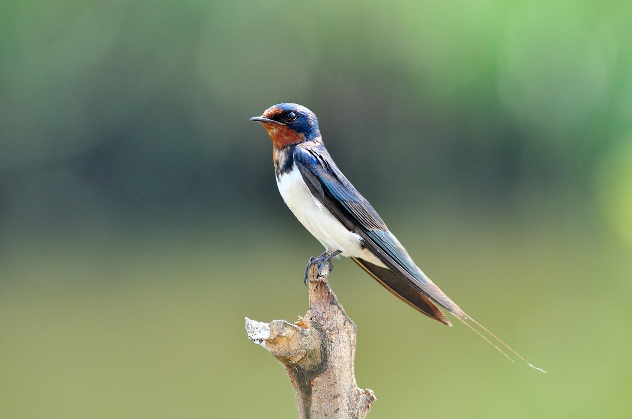 Detail Foto Burung Walet Nomer 46