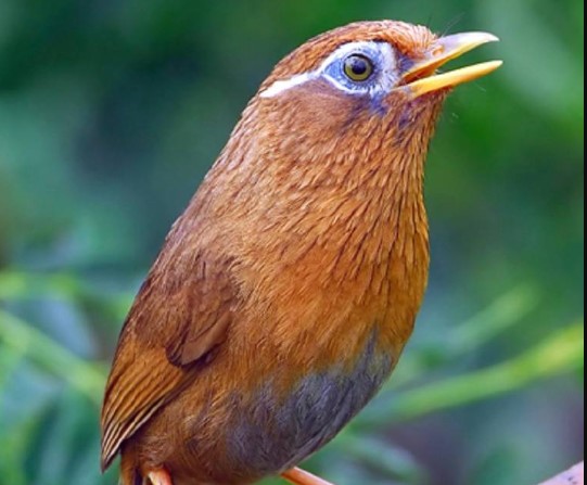 Foto Burung Wambi - KibrisPDR