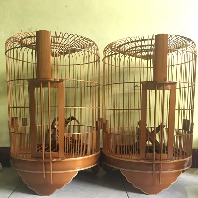 Detail Foto Burung Wambi Nomer 30