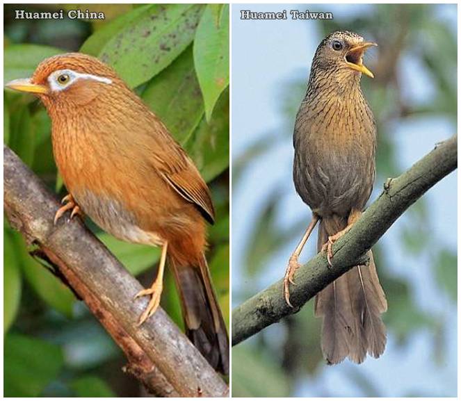 Detail Foto Burung Wambi Nomer 39