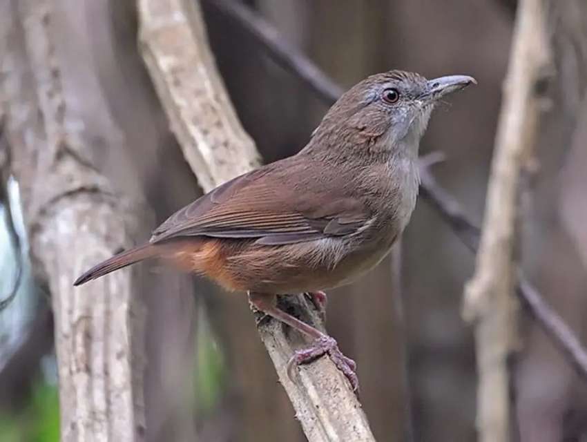 Detail Foto Burung Wambi Nomer 47