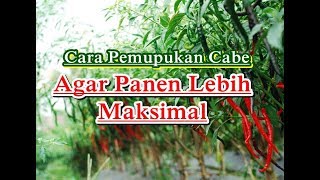 Detail Foto Cabe Cabean Anak Sd Nomer 48