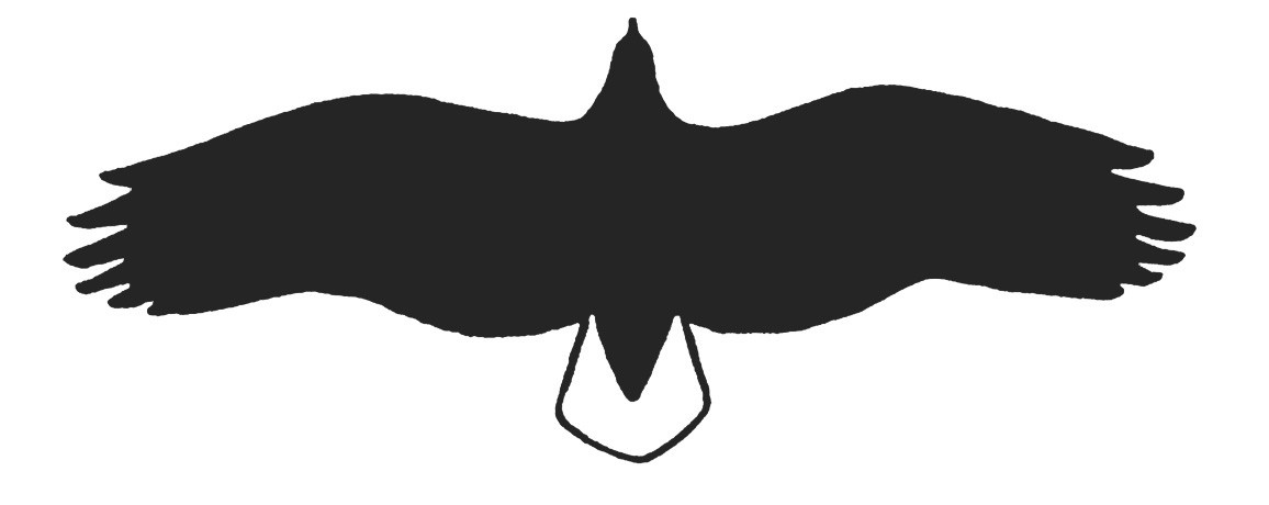 Detail Brauner Falke Nomer 10