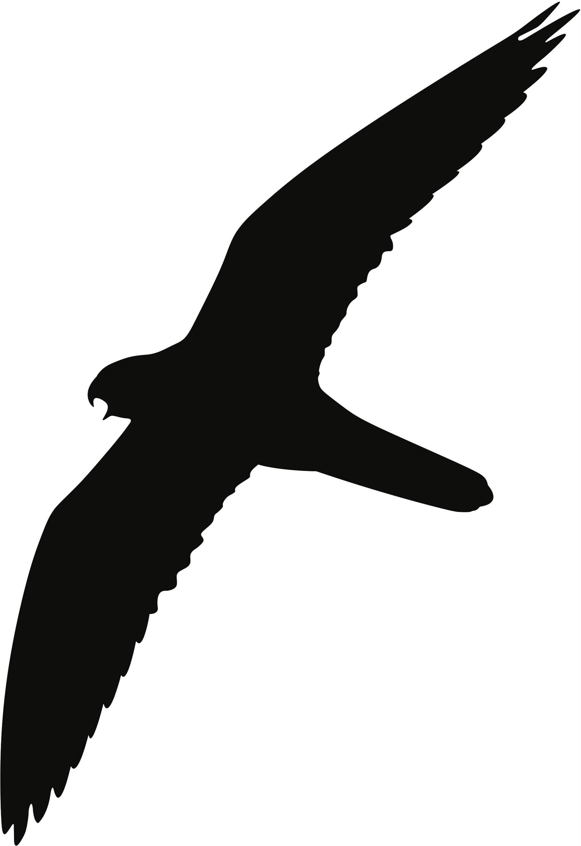 Detail Brauner Falke Nomer 11