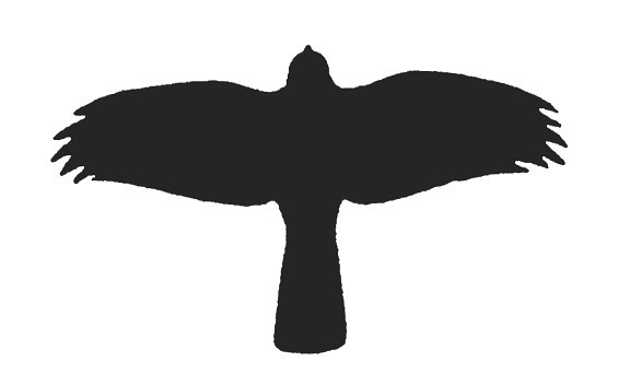 Detail Brauner Falke Nomer 6
