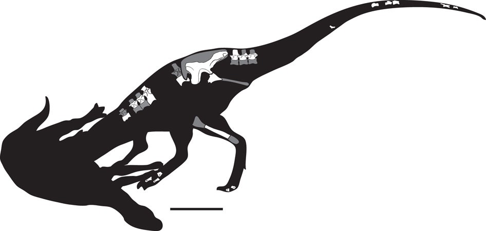 Detail Giganotosaurus Skeleton Museum Nomer 13