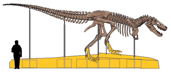 Detail Giganotosaurus Skeleton Museum Nomer 7