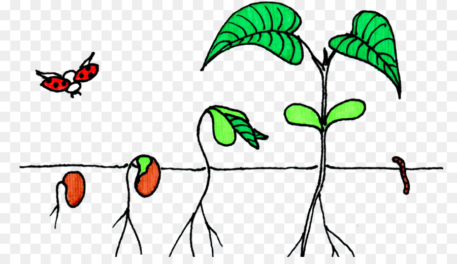 Detail Samen Baum Nomer 2