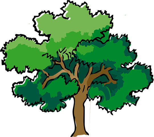 Detail Samen Baum Nomer 17