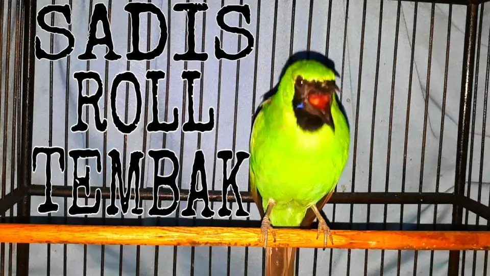 Detail Foto Cucak Ijo Nomer 41
