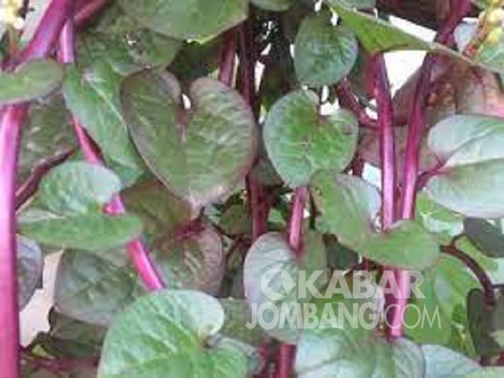 Detail Foto Daun Binahong Nomer 27