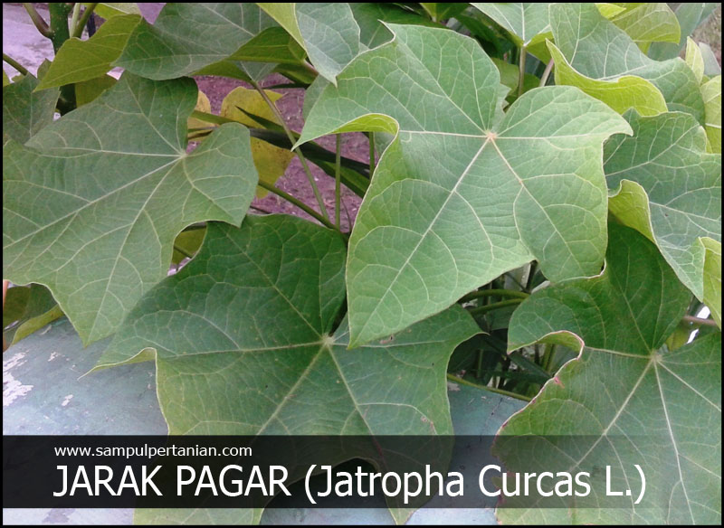 Detail Foto Daun Jarak Nomer 43