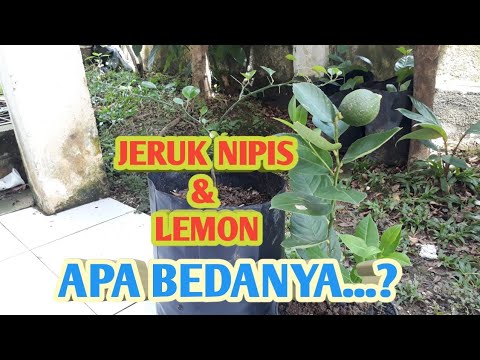 Detail Foto Daun Jeruk Nipis Nomer 36