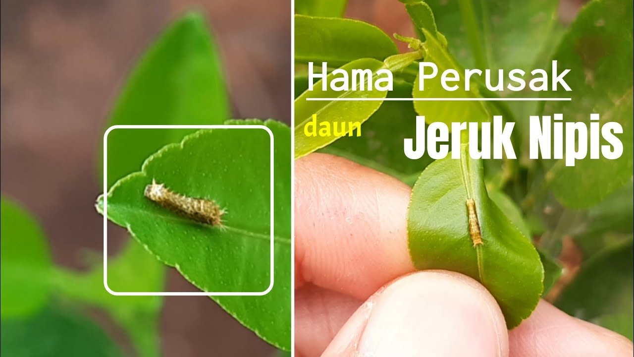 Detail Foto Daun Jeruk Nipis Nomer 42