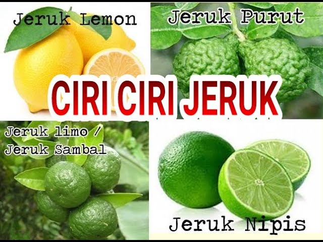 Detail Foto Daun Jeruk Nipis Nomer 47