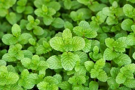 Detail Foto Daun Mint Nomer 13