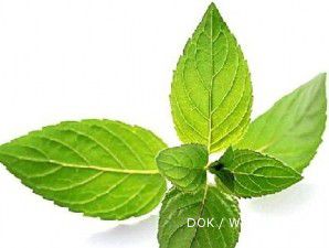 Detail Foto Daun Mint Nomer 34