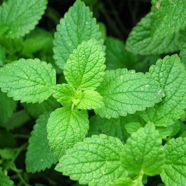 Detail Foto Daun Mint Nomer 43