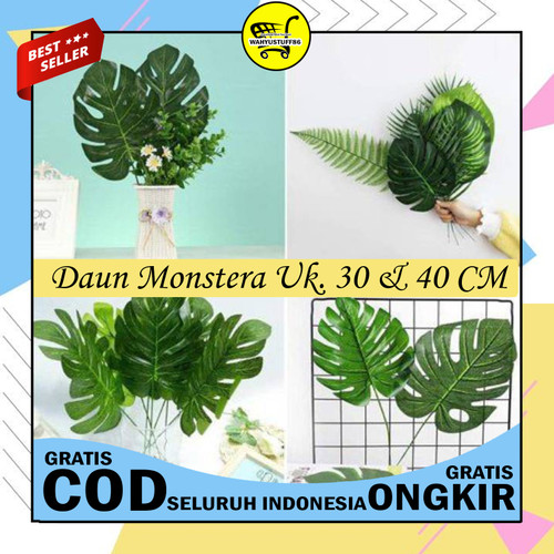 Detail Foto Daun Monstera Nomer 29