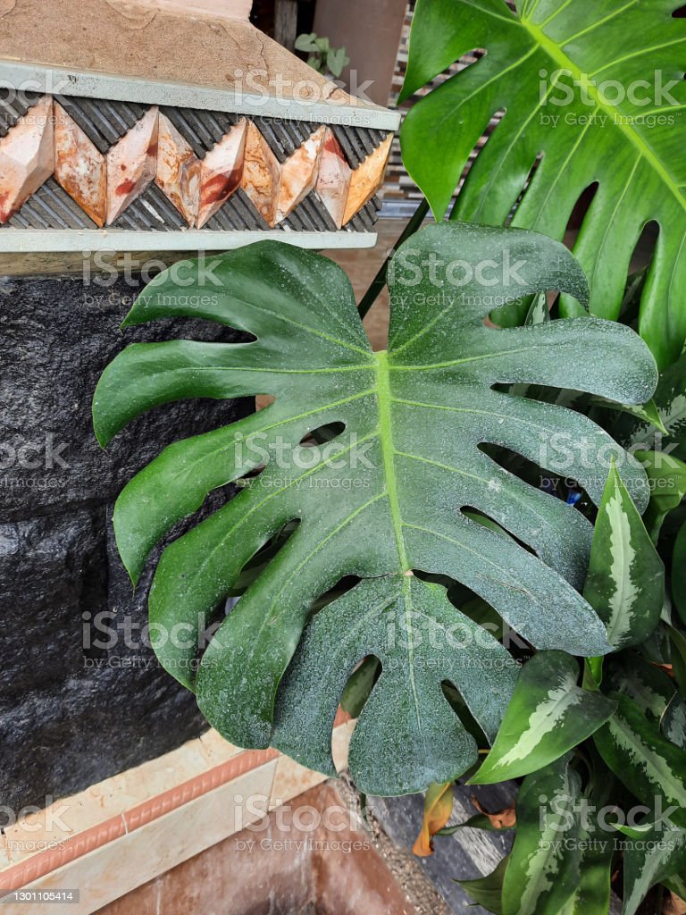 Detail Foto Daun Monstera Nomer 42