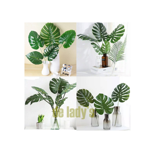 Detail Foto Daun Monstera Nomer 44