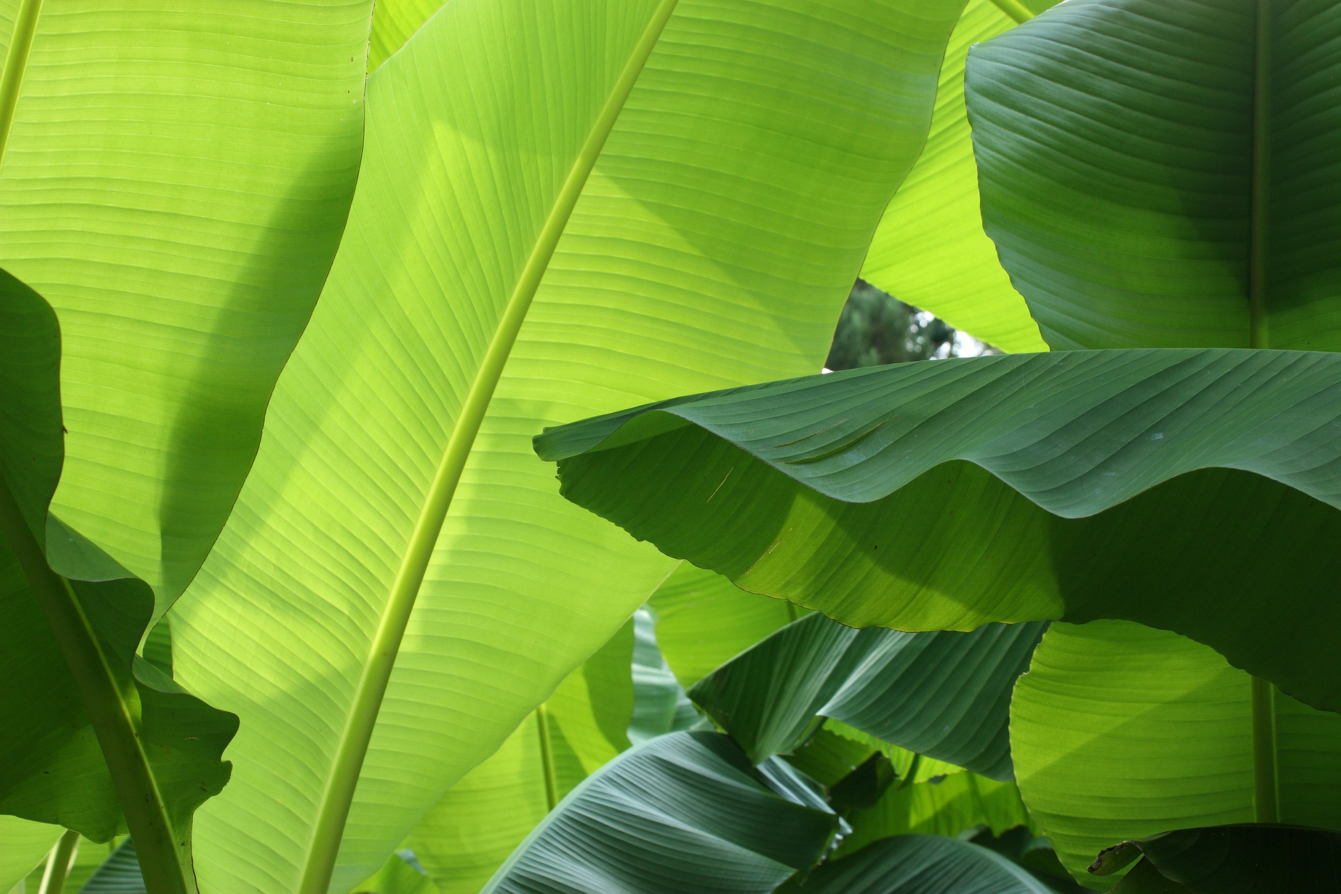 Detail Foto Daun Pisang Nomer 13