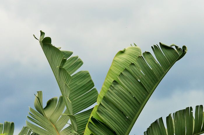 Detail Foto Daun Pisang Nomer 26