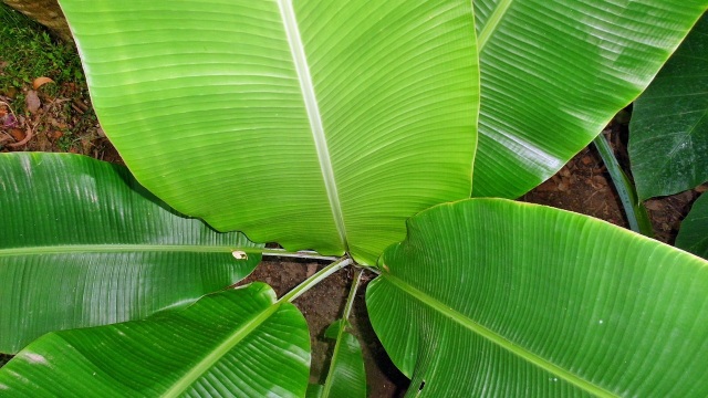 Detail Foto Daun Pisang Nomer 30