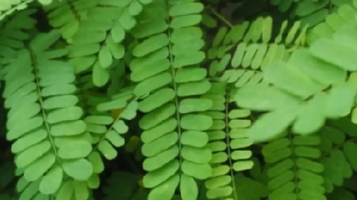Detail Foto Daun Saga Nomer 22