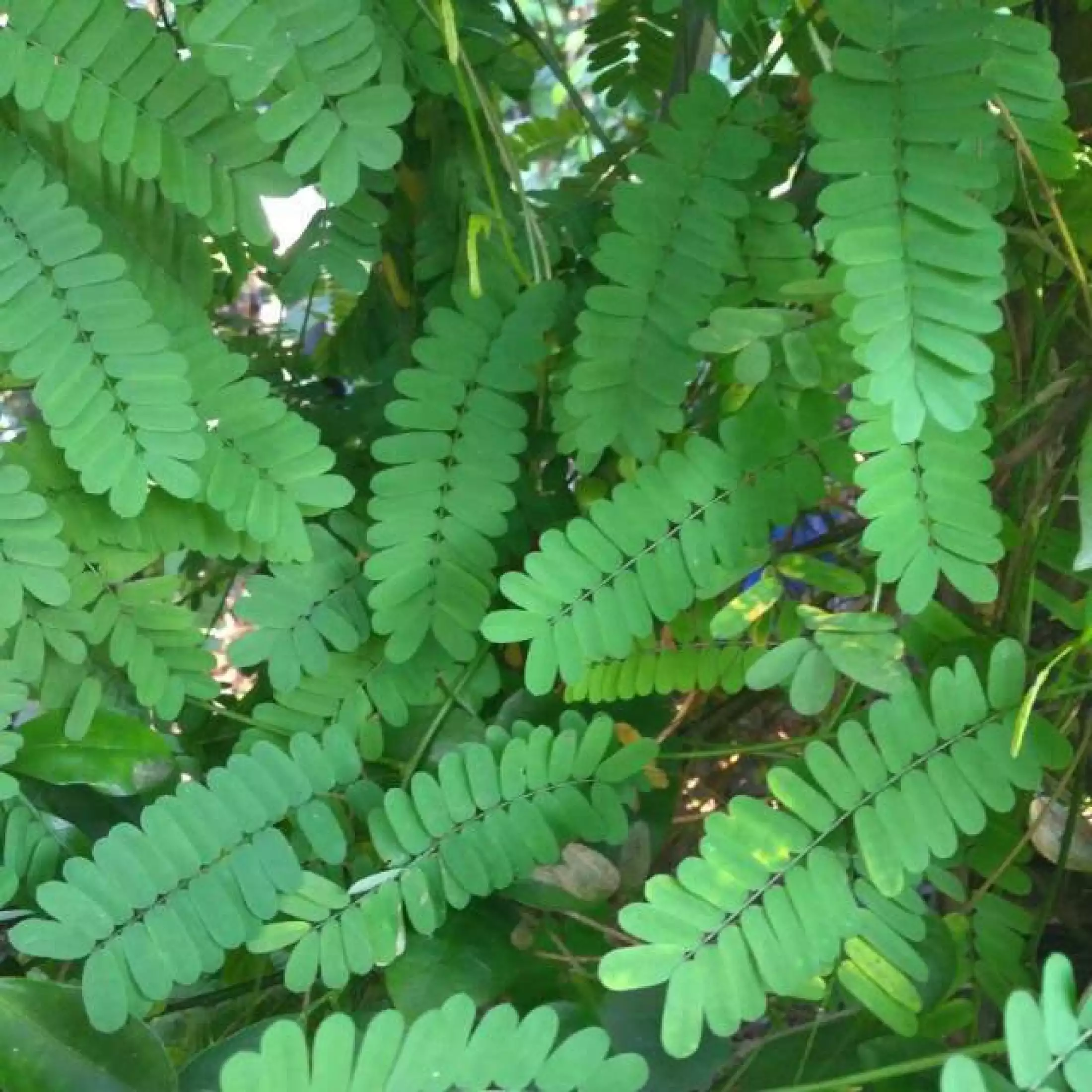 Detail Foto Daun Saga Nomer 25