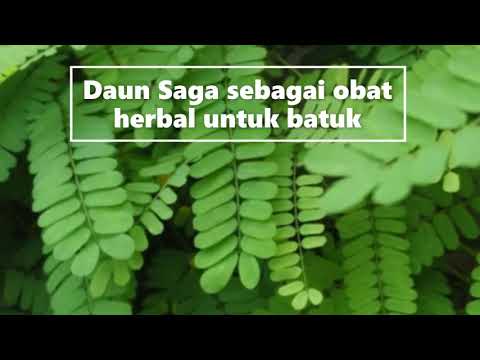 Detail Foto Daun Saga Nomer 33