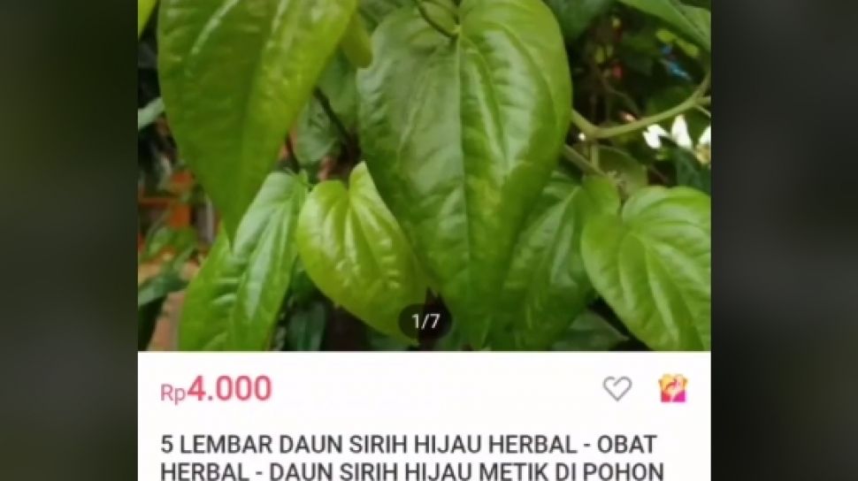 Detail Foto Daun Sirih Nomer 40