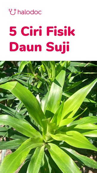 Detail Foto Daun Suji Nomer 8