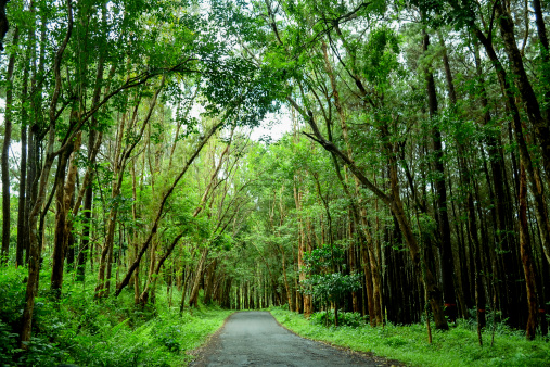 Foto Di Hutan - KibrisPDR