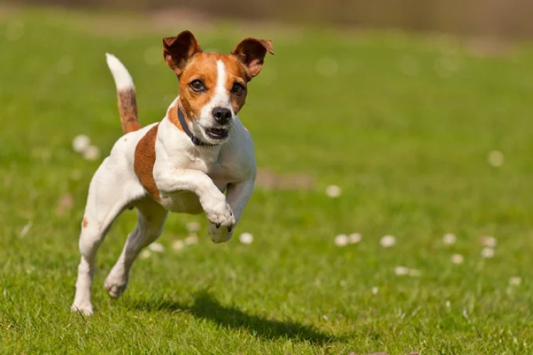 Download Foto Di Jack Russel Nomer 28