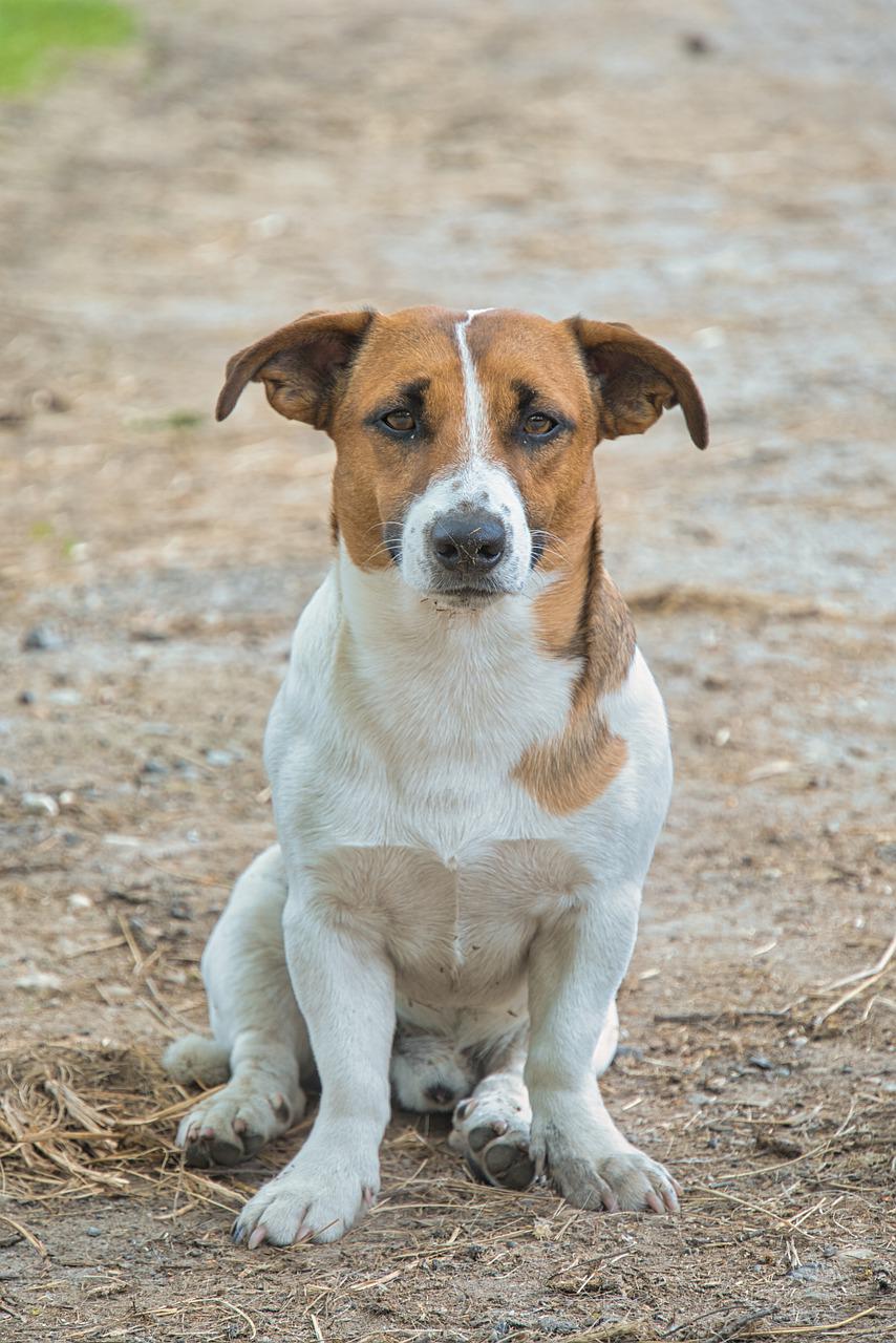 Detail Foto Di Jack Russel Nomer 43