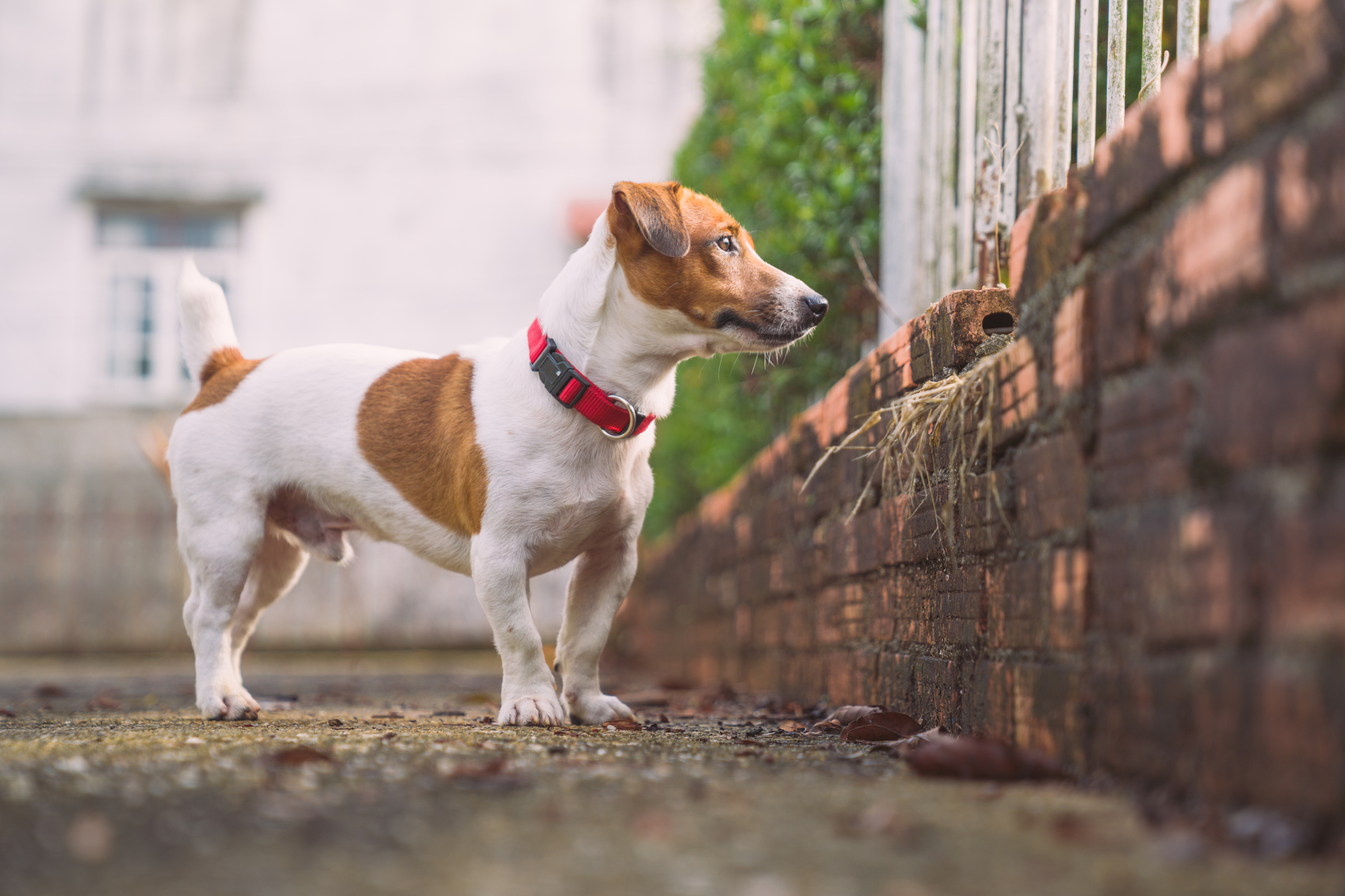 Detail Foto Di Jack Russel Nomer 7