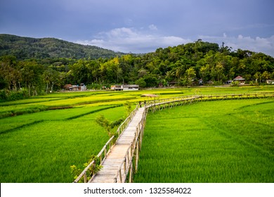 Detail Foto Di Sawah Nomer 19