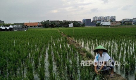 Detail Foto Di Sawah Nomer 24