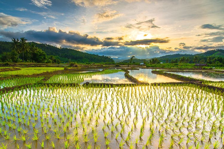 Detail Foto Di Sawah Nomer 25