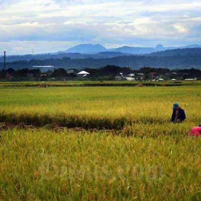 Detail Foto Di Sawah Nomer 40