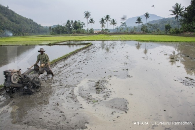 Detail Foto Di Sawah Nomer 45