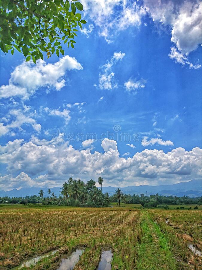 Detail Foto Di Sawah Nomer 8