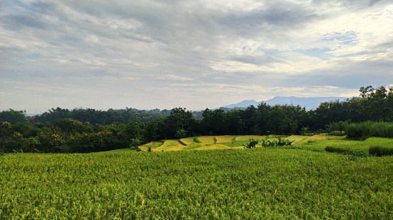 Detail Foto Di Sawah Nomer 10