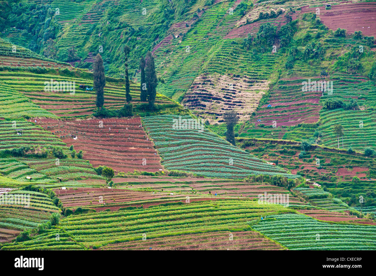 Detail Foto Dieng Wonosobo Nomer 12