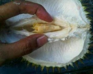 Detail Foto Durian Lucu Nomer 12