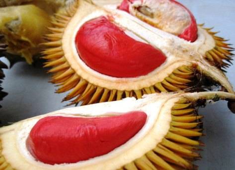 Detail Foto Durian Lucu Nomer 34