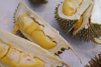 Detail Foto Durian Lucu Nomer 39