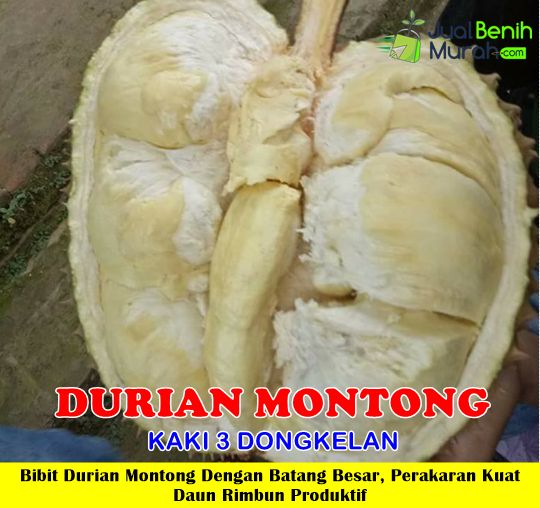 Detail Foto Durian Montong Nomer 28