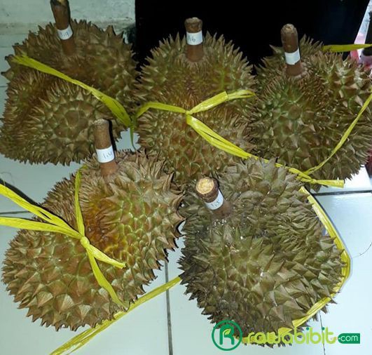 Detail Foto Durian Montong Nomer 36